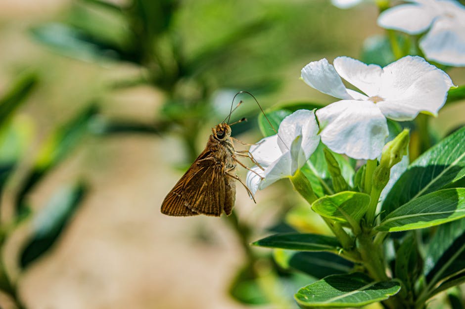 Evde Kendi Organik Bahçenizi Kurma Rehberi
