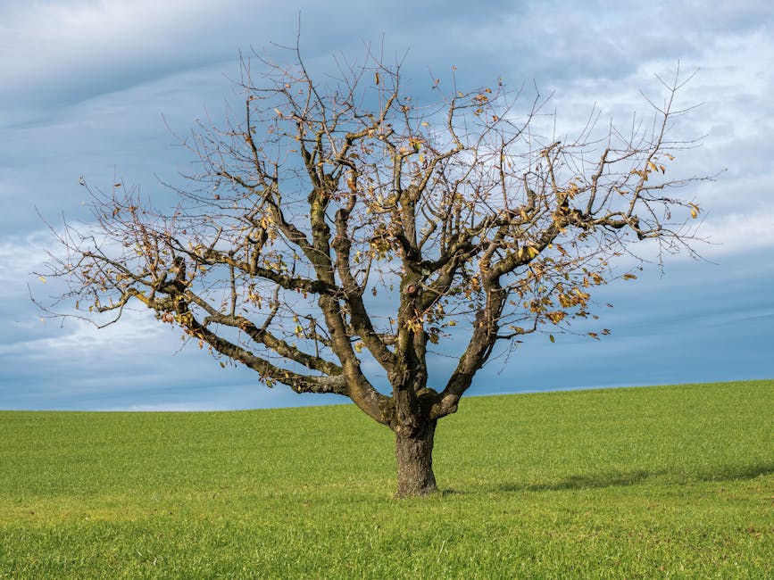 Kendi Sebze Bahçenizi Adım Adım Kurma ve Bakım Rehberi
