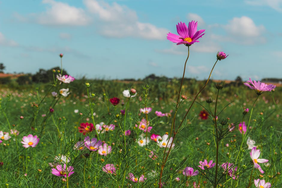 Sosyal Medya Yönetimi: Dijital Dünyada Yükselişin Sırları