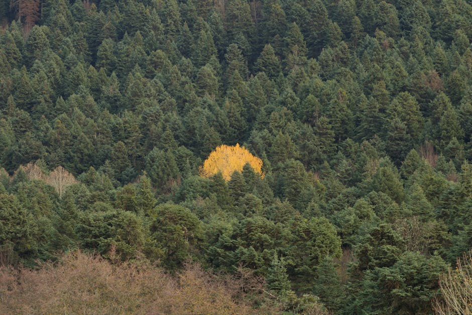 Sosyal Medyada İçerik Üretmenin Sırları: Markalar ve Bireyler İçin Etkili Stratejiler